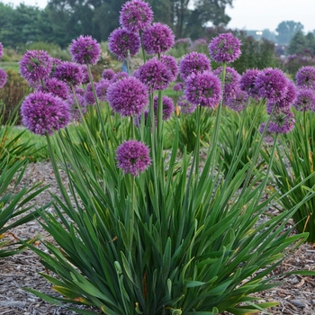 Allium 'Lavender Bubbles' PP31126
