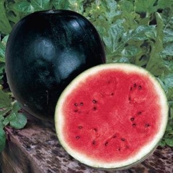 Citrullus lanatus 'Sugar Baby' 