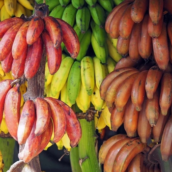 Musa 'Multiple Varieties' 