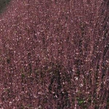 Ocimum basilicum 'Sweet Thai' 