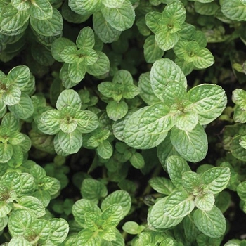Mentha suaveolens
