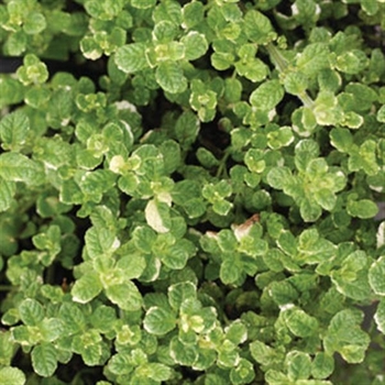 Mentha suaveolens 'Variegata' 