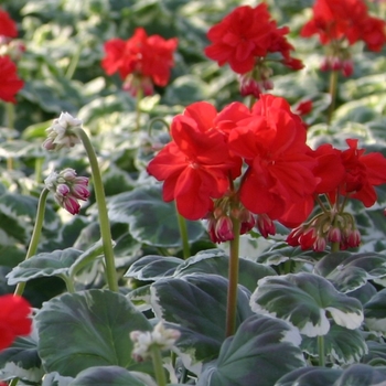 Pelargonium x hortorum 'Wilhelm Langguth' 