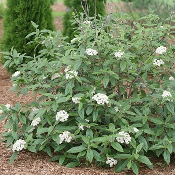 Viburnum x rhytidophylloides 'NCVR1' PP28094