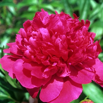 Paeonia 'Red Charm' 