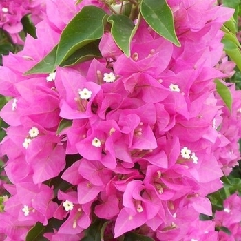 Bougainvillea 'Vera Pink' 