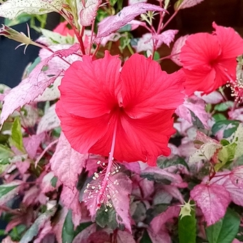 Hibiscus rosa-sinensis 'Red Hot' 