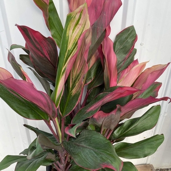 Cordyline fruticosa 'Bolero' 