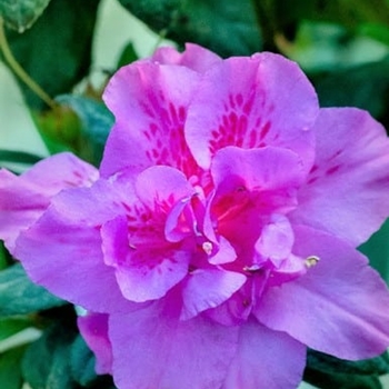 Rhododendron 'Roblezd' PPAF