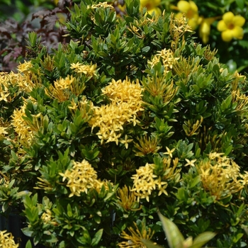 Ixora taiwanensis 'Petite Yellow' 