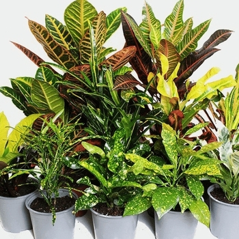 Codiaeum 'Multiple Varieties' 