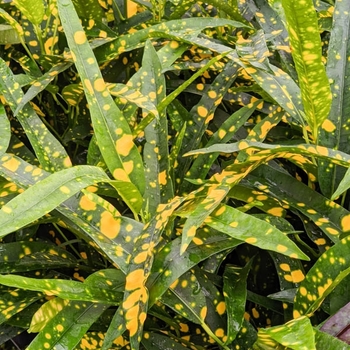 Codiaeum variegatum 'Yellow Petra' 