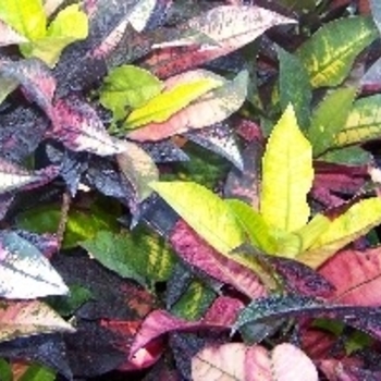 Codiaeum variegatum 'Mrs. Iceton' 