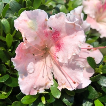 Rhododendron Satsuki hybrid 'Gumpo Fancy' 