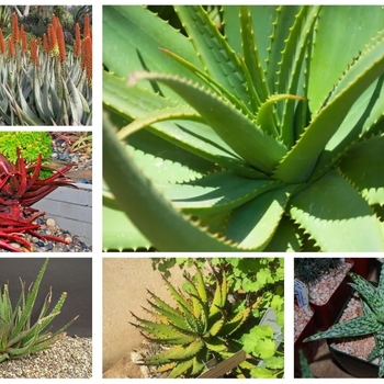 Aloe 