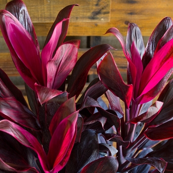 Cordyline fruticosa 'Calypso Queen' 