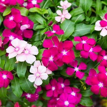 Catharanthus roseus