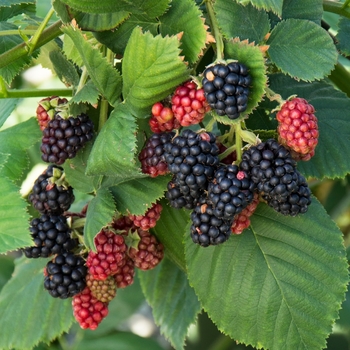 Rubus 'APF-236T' PP27032 CPBRAF