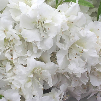 Rhododendron Shammarello hybrid 'Helen Curtis' 