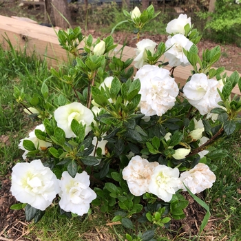 Rhododendron Linwood hybrid 'Hardy Gardenia' 
