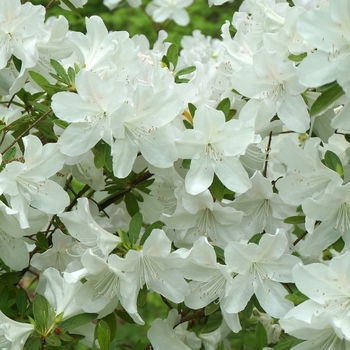 Rhododendron Robin Hill hybrid 'Dorothy Hayden' 