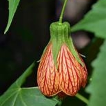 Abutilon striatum