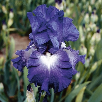 Iris germanica 'Speeding Again' 