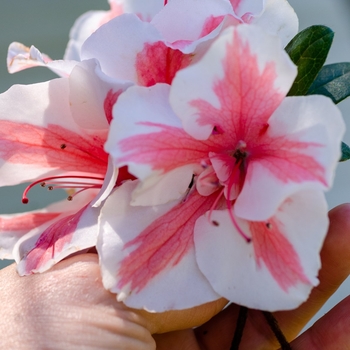 Rhododendron 'Robleze' PP32605