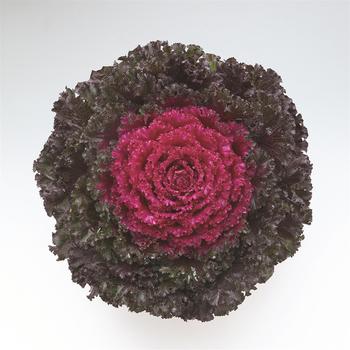 Brassica oleracea 'Crystal Deep Red' 