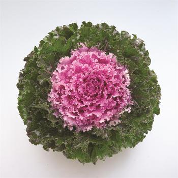 Brassica oleracea 'Crystal Pink'