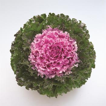 Brassica oleracea 'Crystal Pink' 