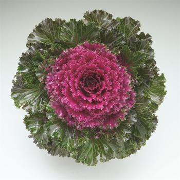 Brassica oleracea 'Crystal Red'