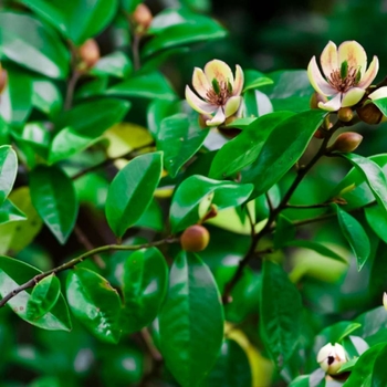 Magnolia x figo 'Serendipity' 