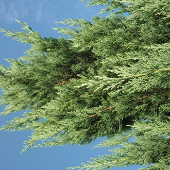 Juniperus virginiana 'Canaerti' 