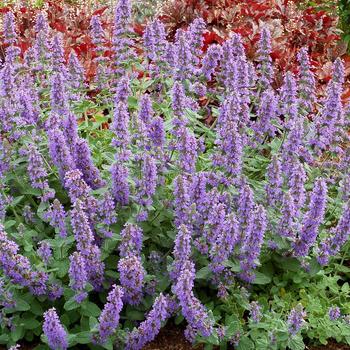 Nepeta 'Purple Haze'