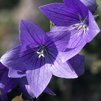 Platycodon grandiflorus