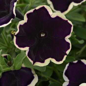 Petunia ColorRush™ Blueberries and Cream