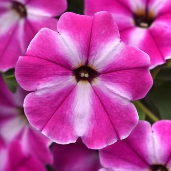 Petunia ColorRush™ Pink Star