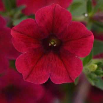 Petunia ColorRush™ Red