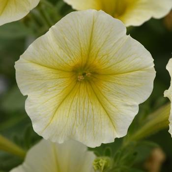 Petunia ColorRush™ Yellow