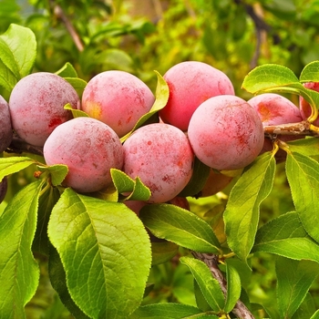 Prunus 'Pipestone' 
