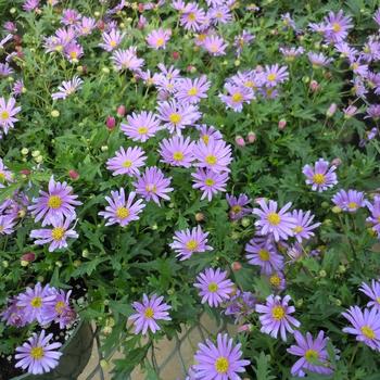 Brachyscome angustifolia 'Brasco™ Violet'