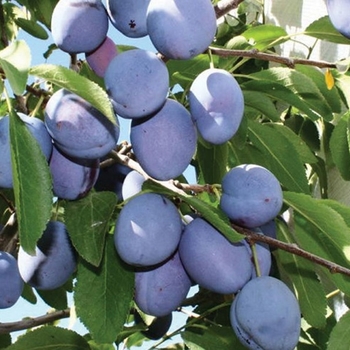 Prunus domestica 'Mount Royale' 