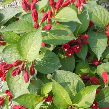 Weigela 'Maroon Swoon™' 'Slingco 2' PPAF