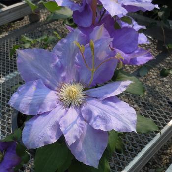 Clematis 'Reiman™' 