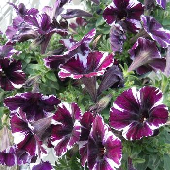 Petunia 'Miss Marvelous' 