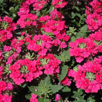 Verbena x hortensis Vanessa™ Compact Neon Pink