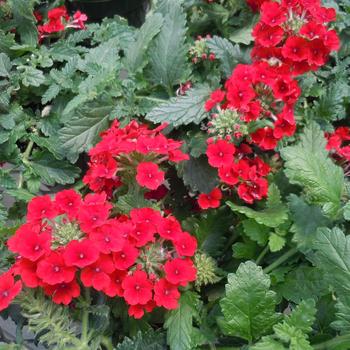 Verbena x hortensis