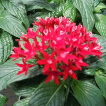 Pentas lanceolata