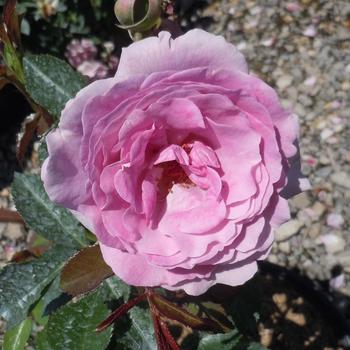 Rosa 'WEKwibysicpep' 